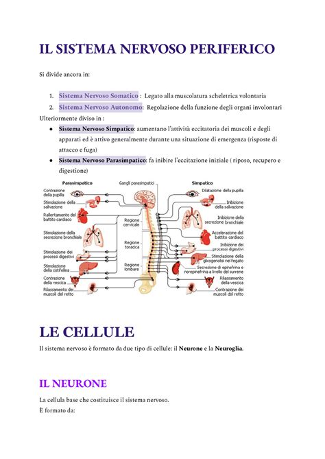 il sistema nervoso periferico appunti  educazione fisica docsity