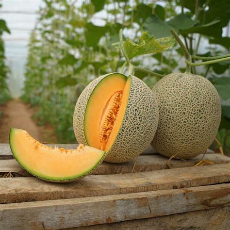 Gay Uncles Day August National Today