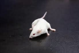 White mice | Facts About All