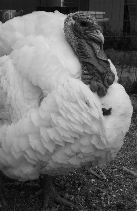 Pin by Dana Palmer on P1:P4 Stefan Sagmeister (UPDATED) | Merino wool