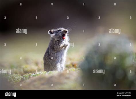 Endemic rat hi-res stock photography and images - Alamy