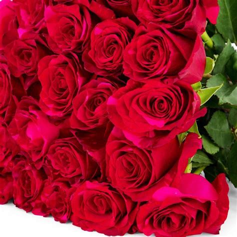 Red Panther Red Roses The Rosarium Premium Flower Delivery Vaughan