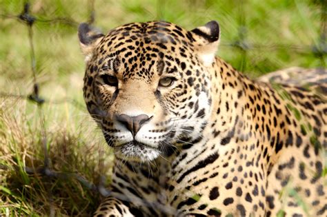 Reino Animal Un Desarrollo Turístico Sostenible En El Estado De México