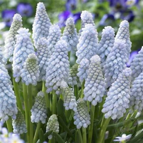 Мускари Бейбис Брес (Muscari Baby'S Breath) купить луковицы в Москве по ...
