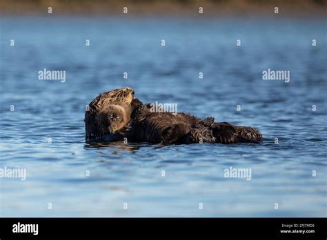 California sea otter and baby hi-res stock photography and images - Alamy