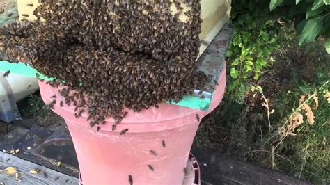 Bee Keeping Naked YouTube