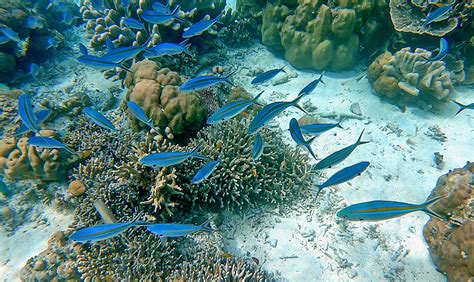Caesio caerulaurea - Monaco Nature Encyclopedia