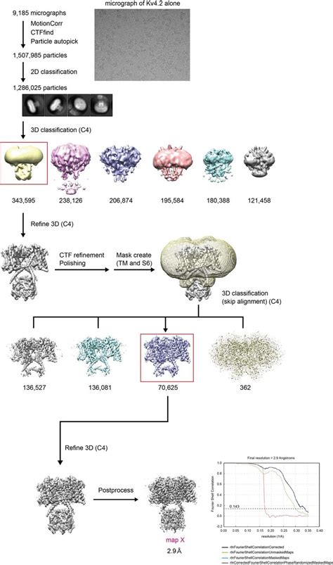 Cryo Em Micrograph Data Processing And Electron Microscopy Map Of