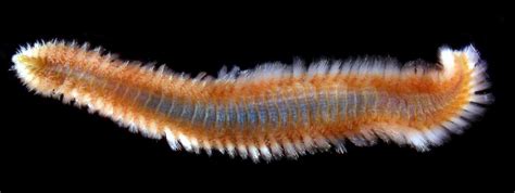 fireworm marine worms polychaetes  aid  fireworm stings