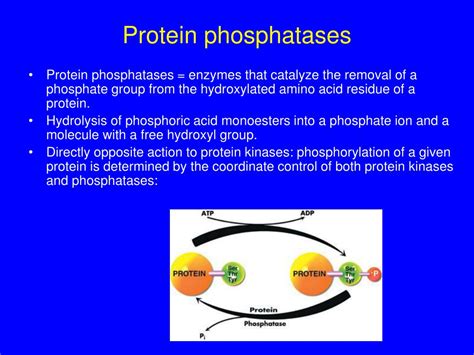 PPT - Protein phosphatases PowerPoint Presentation, free download - ID:3418554