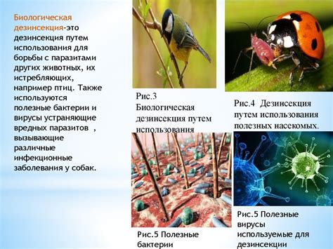 Дезинсекция. Методы дезинсекции - презентация онлайн