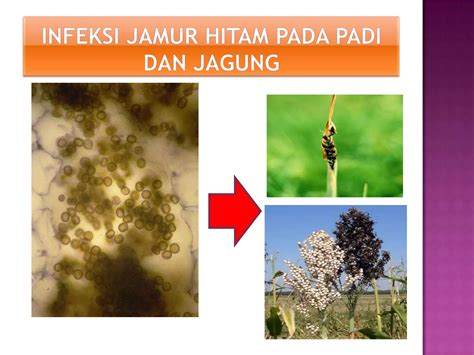 tafsir mimpi jamur 1