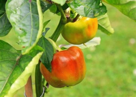 Imagen gratis: naturaleza, jardín, pimienta de Chile, hoja, árbol