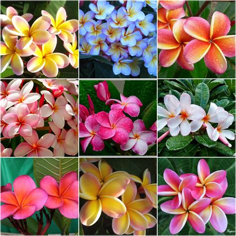 plumeria frangipani  seeds   varieties mixed colors