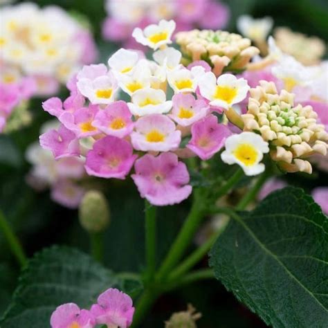 Lantana Seeds - Etsy