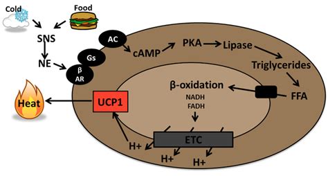 Thermogenesis - A study of ucp1 in brown fat thermogenesisto target ...