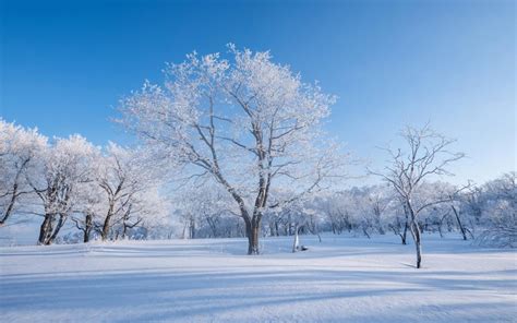 冬天树林雪景自然风景桌面壁纸 壁纸图片大全