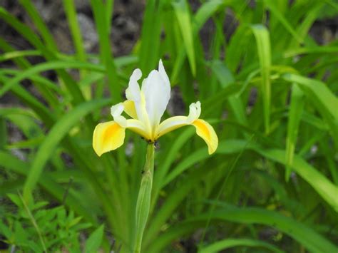 Dutch Iris From Lanark County ON Canada On June 18 2016 At 03 55 PM