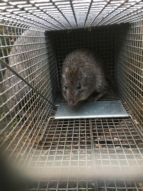 Gilbert’s Potoroo (Potorous gilbertii) - ZooChat