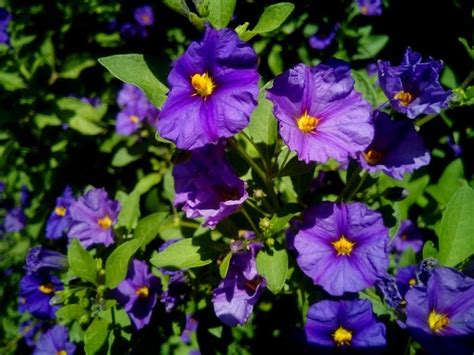 Solanum