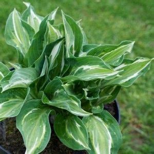 Хоста Снейк Айз