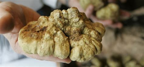 Что такое трюфель? | Экскурсии в Тоскане