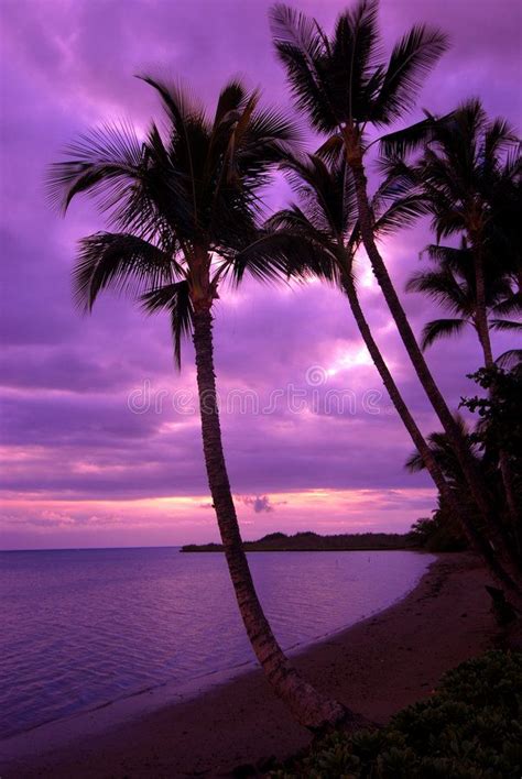 Maui Sunset stock photo. Image of beautiful, palmtree - 6757766 | Palm ...