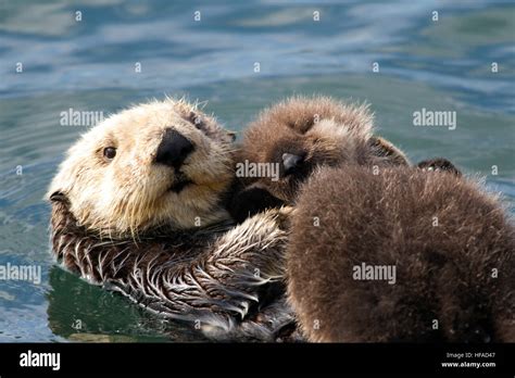 Sea Otter Mom and Pup Stock Photo - Alamy