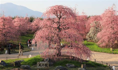 34 Facts About Suzuka