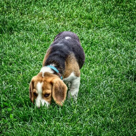 Фото бигля (156 фотографий)