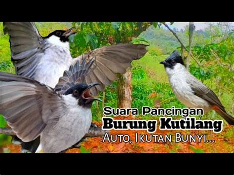 Suara Pancingan Burung Kutilang Gacor Ampuh Cepat Respon Youtube