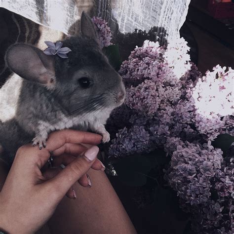 cute little pet *милый маленький зверек* | สัตว์น่ารัก