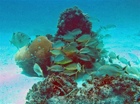 San Pedro Underwater Archaeological Preserve State Park | Florida State ...