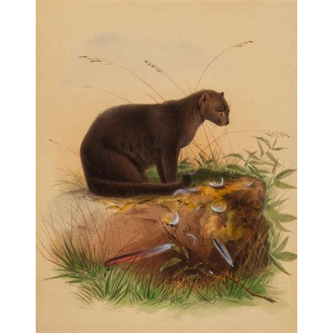 Zoological sketches. (First and second series, complete) - Douglas