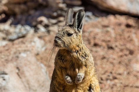 Как живёт горная вискаша: 10 интересных повадок и особенностей ...
