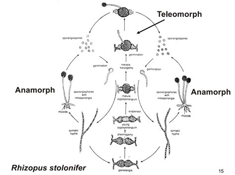 Zygomycota Ejemplos
