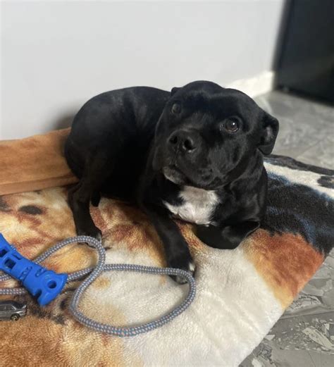 Bonnie Reserved Dogs In Distress