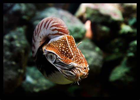 Nautilus by sputnikpixel on DeviantArt