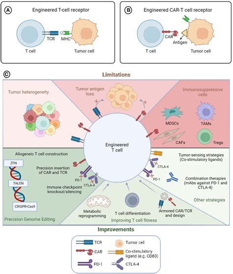 Frontiers Editorial Engineered Immune Cells In Cancer Immunotherapy