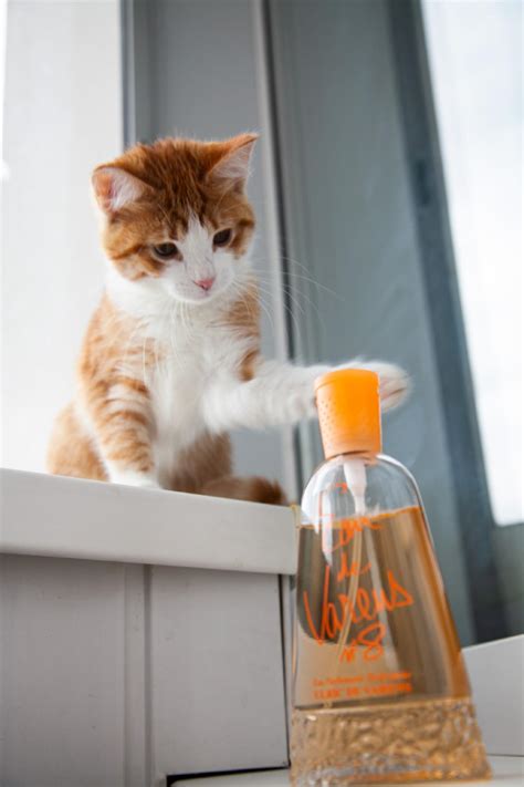 Eau de Varens N° 8 Ulric de Varens perfume - a fragrance for women and ...