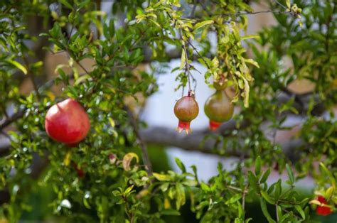 Granatapfel Im Garten Pflanz Und Pflegetipps