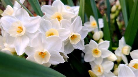 White Flowers And Night Blooming Plants For Your Moon Garden