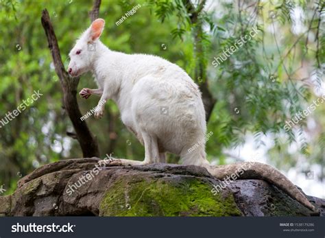white wallaroo albino kangaroo australia stock photo edit