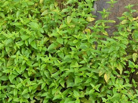 mentha australis bungalook nursery
