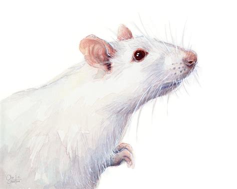 Cute Albino Rat Ubicaciondepersonascdmxgobmx