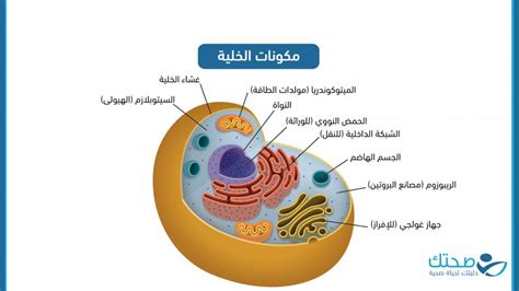 قصة اكتشاف الخلية الحية ونواتها المهمة