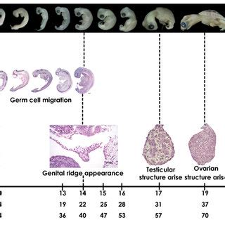 Summary Diagram Of The Chronology Of Developmental Stages In Embryos Of