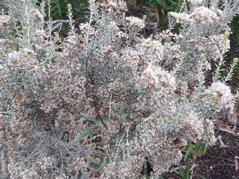 Ozothamnus R.Br. | Plants of the World Online | Kew Science