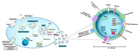 Biogenesis and composition of exosomes. Biogenesis of de novo exosomes ...