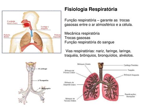 A Sequência Das Estruturas Do Sistema Respiratório Pulmonar é